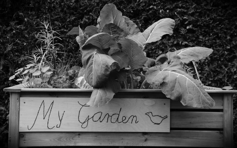 Gardening can be done at any age, and you can make a garden any size that is manageable for you. (Pixabay photo)