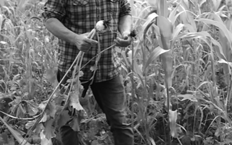 Tyler Zimmerman inspects the soil on the roots of his crops at his regenerative farm near Leonard, North Dakota. Photo provided by Kiss the Ground.