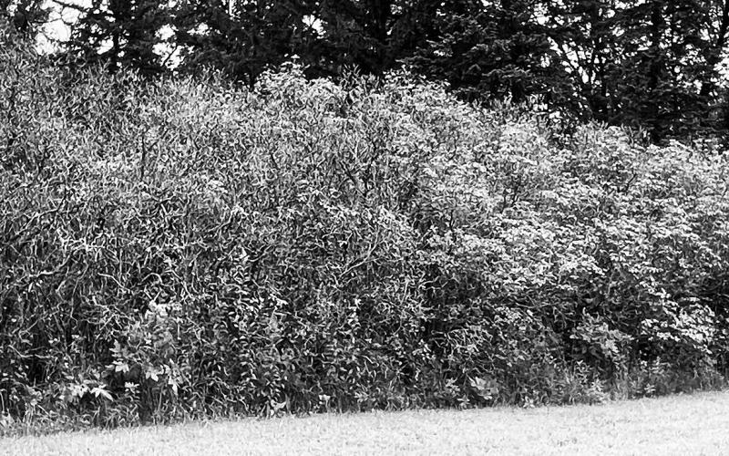 For the second year in a row, the lilacs in this shelterbelt have been hit hard by a fungal foliage disease called Pseudocercospora. NDSU photo