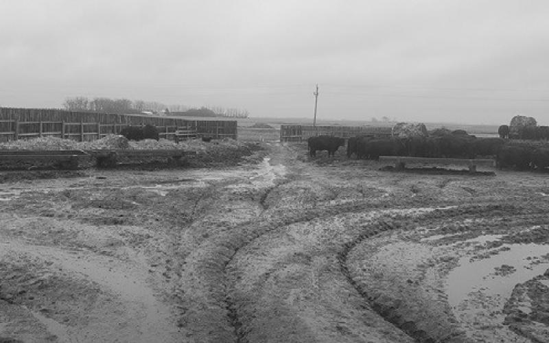 Even a few inches of mud may lead to performance loss and health concerns for cattle. (NDSU photo)