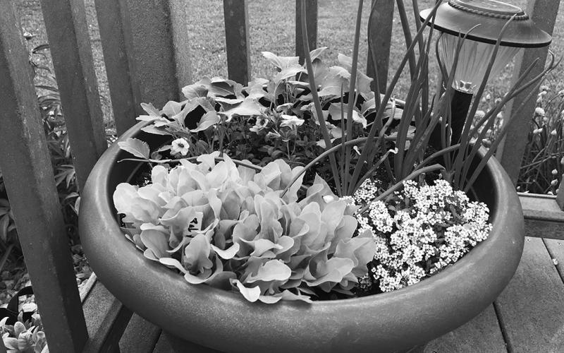 Container gardening is a great way to supplement in-ground or raised bed production. NDSU photo