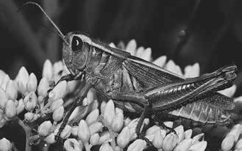 Now is the time to prepare for the coming grasshopper invasion, says NDSU Extension horticulturist, Tom Kalb. (Pixabay photo)