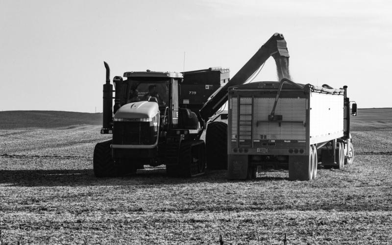 Farm workers load beans into a grain truck Sept. 28, 2025, in Wells County, N.D. Photo by Lora Wobbema, courtesy of The North Dakota Monitor