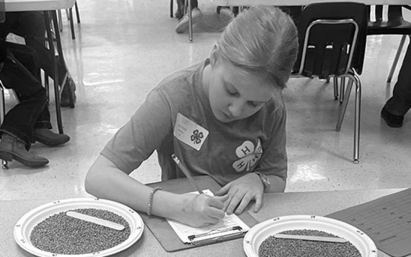 Stella Norrell grading wheat. Submitted photo