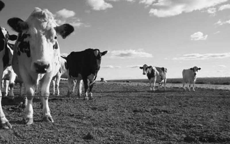Some counties now eligible for emergency haying and grazing on CRP acres