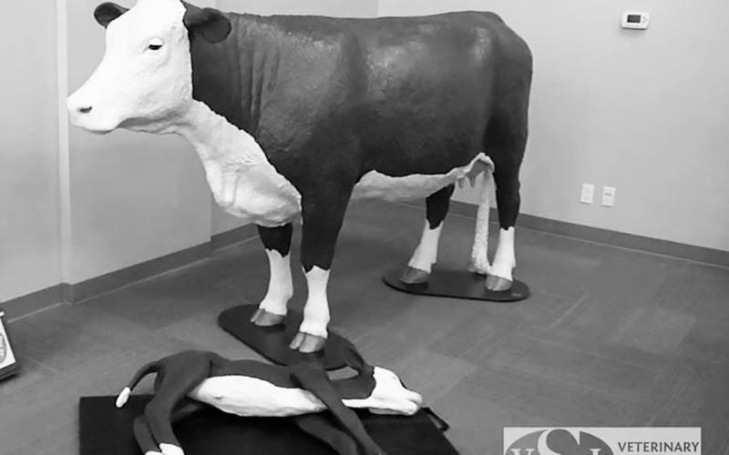 New this year, a cow and calf simulators will allow participants to practice assisting with abnormal deliveries. NDSU photo