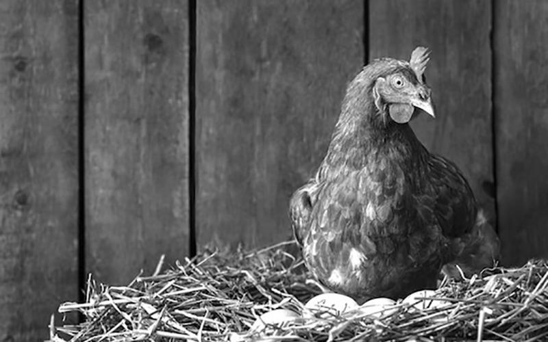 Hunters and poultry owners should be aware of the risk of HPAI in wildlife and use measures to prevent transmission to domestic poultry flocks.