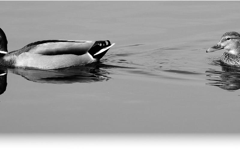 North Dakota’s breeding duck numbers decline again