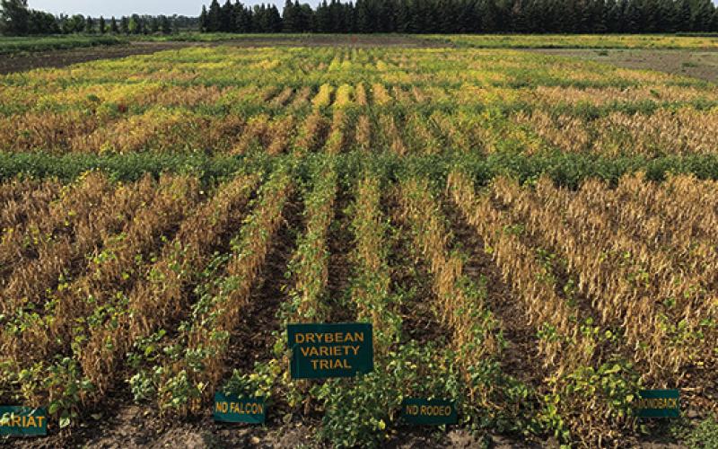 Crop variety selection is one of the most important crop management decisions to be made to optimize seed yield and quality. (NDSU photo)