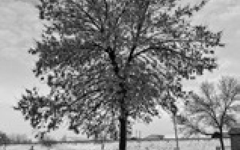 Two uninfested ash trees in Hawley, Minnesota. The tree in the foreground is female, the one in the back is a male. (NDSU photo)