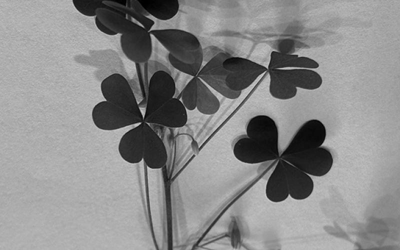 Yellow wood sorrel has heart-shaped leaflets and explosive seed pods. NDSU photo