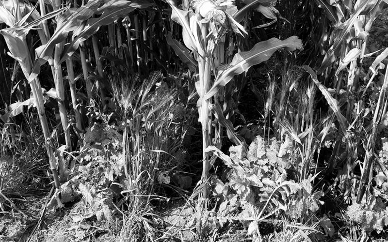 Farmers for Soil Health is a farmer-driven initiative for farmers aimed at improving soil health through the adoption of cover crops. (NDSU photo)