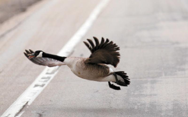 Canada geese are among some of the first waterfowl to migrate back into the region after spending the winter a little further south. Photo by Mike Alan Steinfeldt.