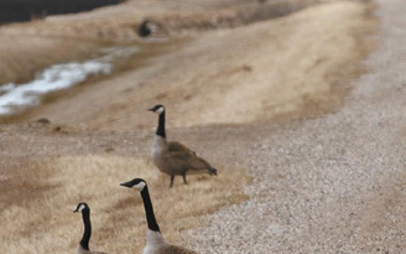 Approximately three pairs of nesting geese have found a likely spot to build their nests near the intersection of North Dakota Highway 5 and Interstate 29 North of Drayton. Photo by Mike Alan Steinfeldt.