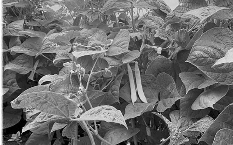 NDSU Extension Getting It Right in Dry Bean Production webinar