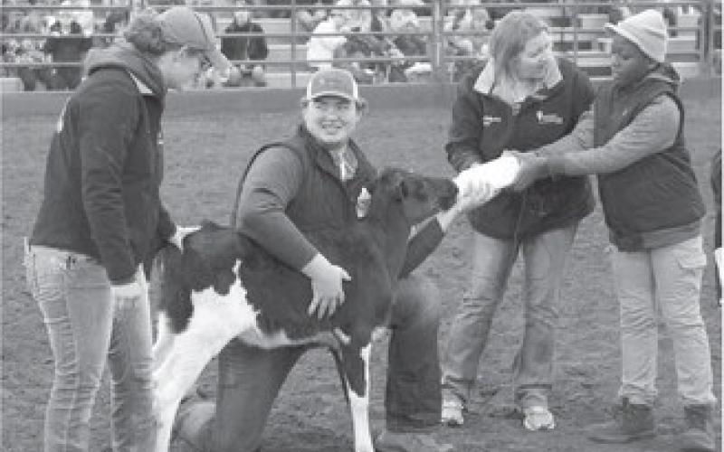 Attendees at a prior Moos, Ewes and More event helped bottle feed a calf, while others learned about how milk and dairy products go from the NDSU Dairy Farm to their table. (NDSU photo)