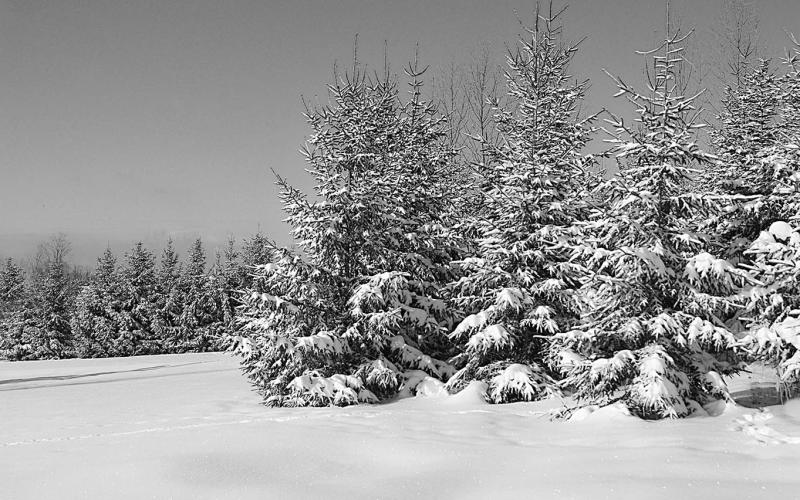 Evergreen trees can be seen as symbols of renewal and rebirth.
