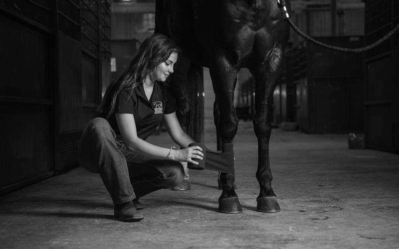 Emergency first aid is just one of the topics that will be covered during the NDSU Extension horse management webinar series. (NDSU photo)