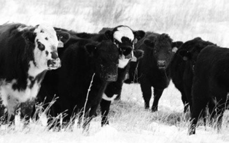 NDSU has released 2023 price projections for crops and livestock produced in the state. (NDSU photo)