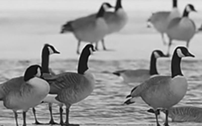Photo courtesy of North Dakota Game and Fish