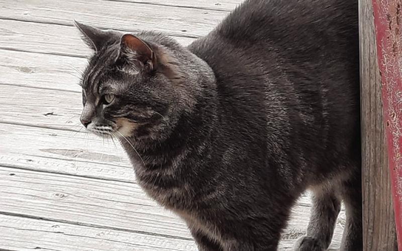 The official neighborhood greeter, Gabby is part of Mike Allen’s adopted family.