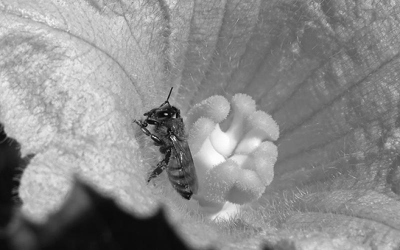Almost all cucumber, melon, pumpkin and squash flowers require pollination by bees to produce fruit. (Flickr photo by Swallowtail Garden Seeds)
