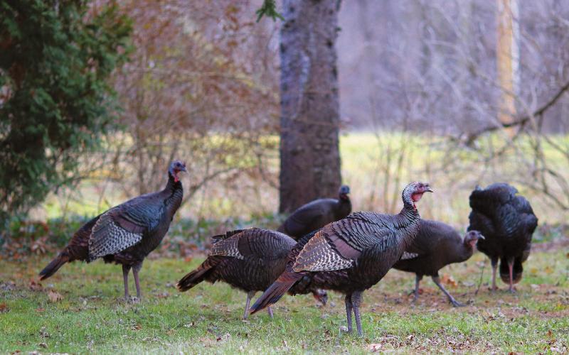 North Dakota Game &amp; Fish update