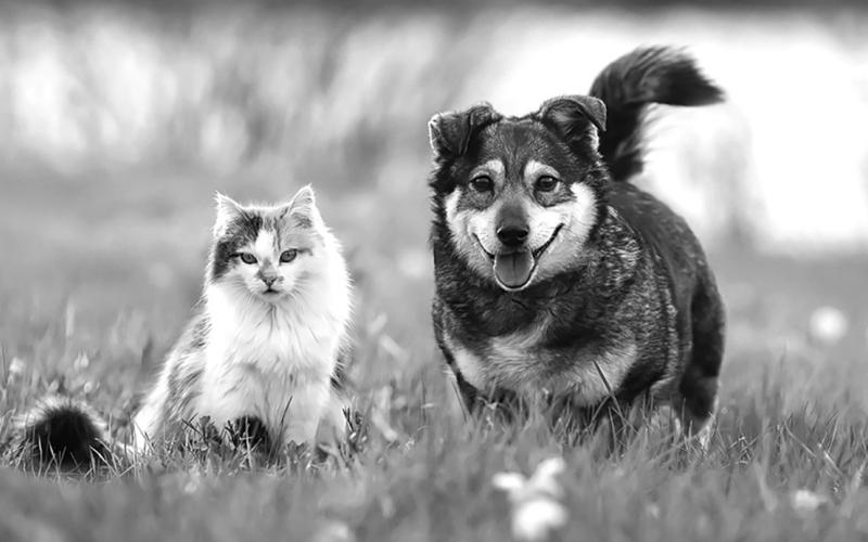 Whether your pet of choice is a dog, cat, hamster, fish or other creature, you may experience some health benefits through your interactions with your pet.