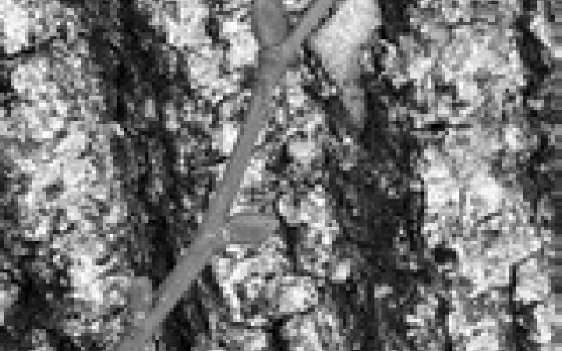 The buds of a littleleaf linden tree are shaped like lopsided eggs. The technical term for the shape is inequilaterally ovoid. (NDSU photo)