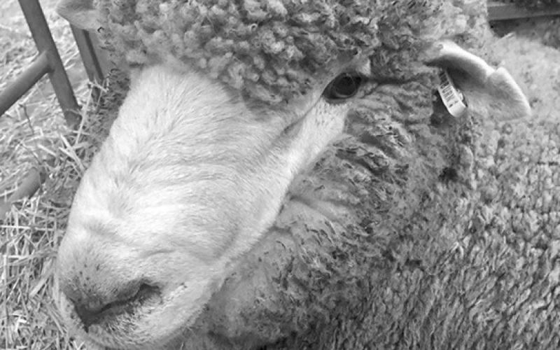 The 2023 North Dakota lamb crop decreased 8% to 44,000 head, year over year. (NDSU photo)