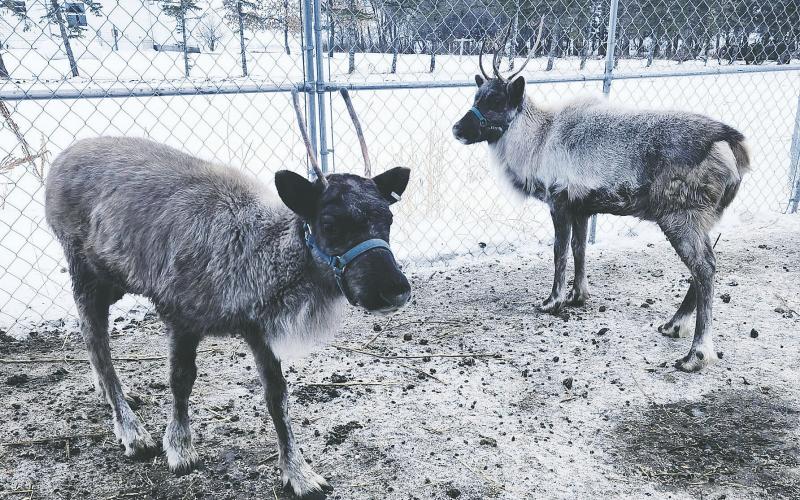 Spring babies, Gus and Flake. Photo by Hilary Nowatzki.