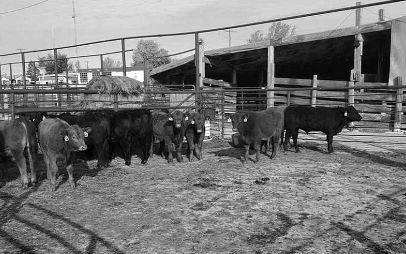NDSU Feedlot School set for Jan. 17-18