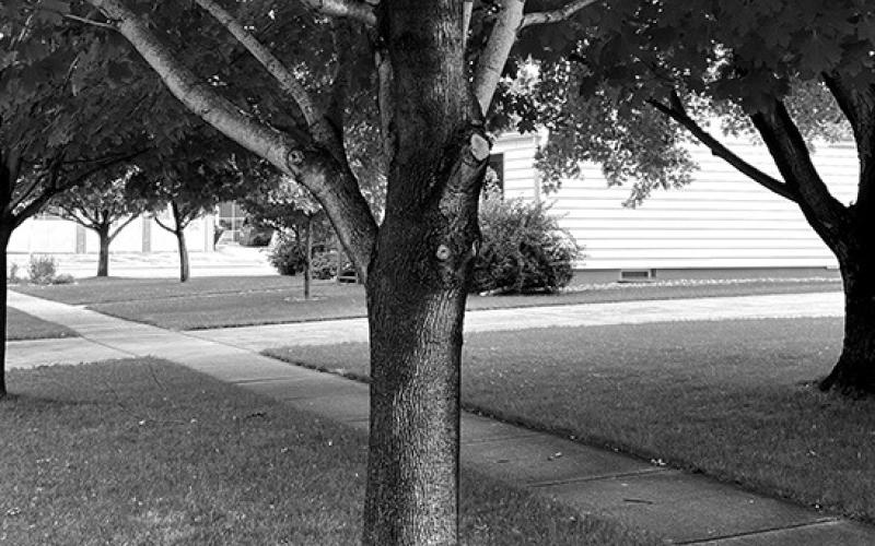 The bottom branch was easily reached from the ground but the upper two branches aren't accessible. A pole saw would be perfect for this situation. (NDSU photo)