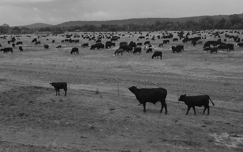 Grazing management resources and tools have never been more abundant, but each plan still needs to be individualized. NDSU photo