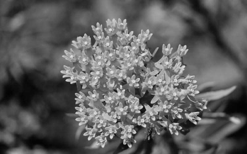 Milkweeds are flowering plants that are great pollinator plants, as they are the most important plant for monarch butterfly survival. (Pixabay photo)