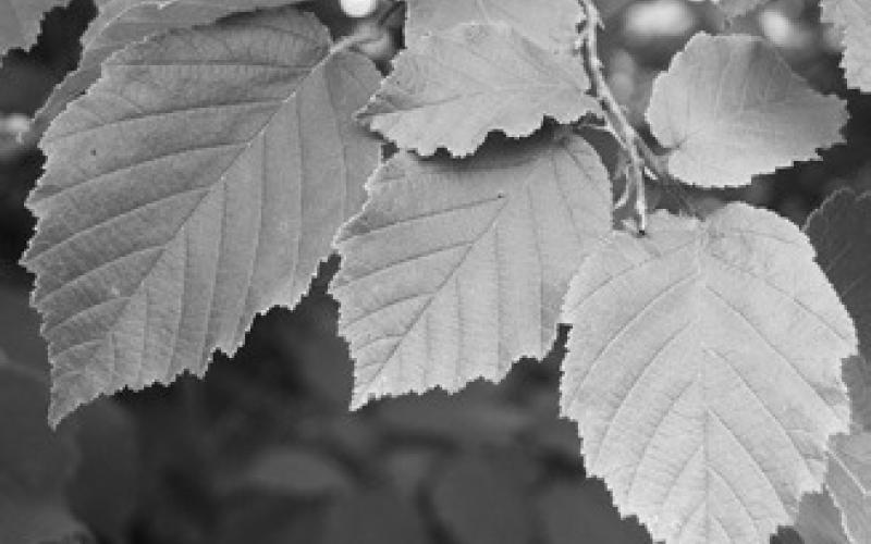The leaves of this American hazelnut tree are busily making sugar during the growing season. (NDSU photo)