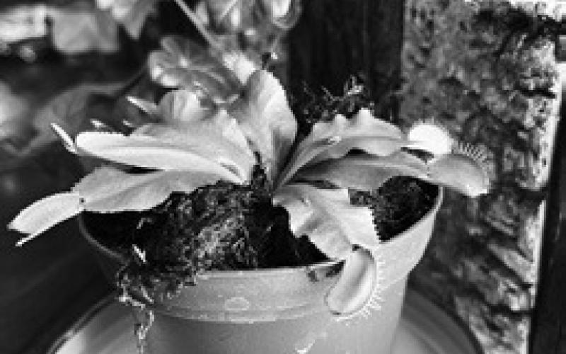 While Venus fly trap plants can use photosynthesis to produce food, they on trapping insects to supplement their nutrients. (NDSU photo)
