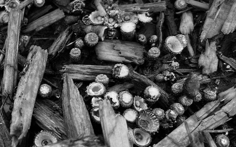 Fungi, bacteria and molds have an important function in our gardens, as they help decompose plant material. (NDSU photo)