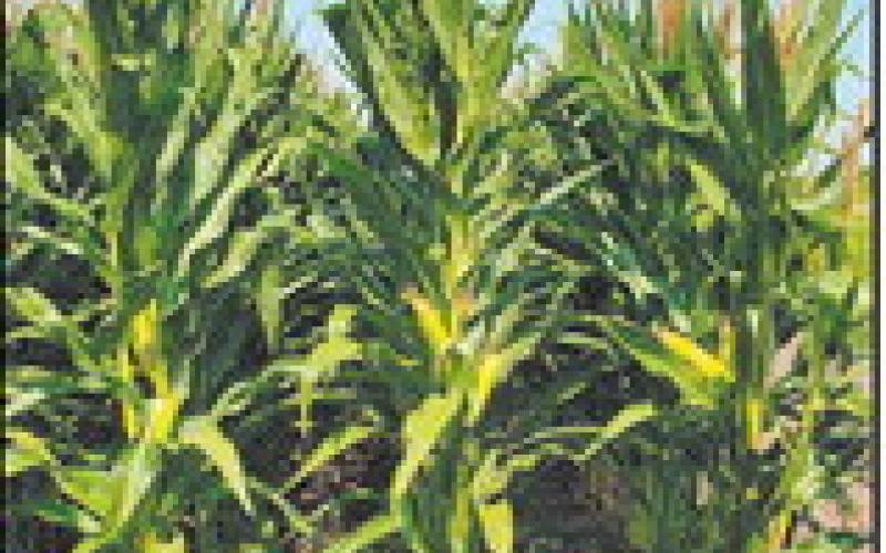 The corn hybrid guide is a good source of information for farmers and agronomists looking for variety performance data from around the state. (NDSU photo)