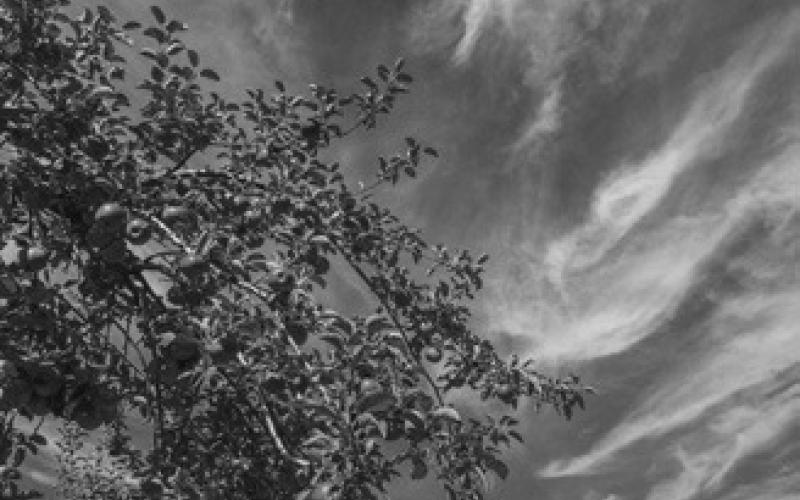 The Department of Agriculture is urging citizens to be sure they aren’t purchasing “non-hearty in North Dakota” shrubs or trees.