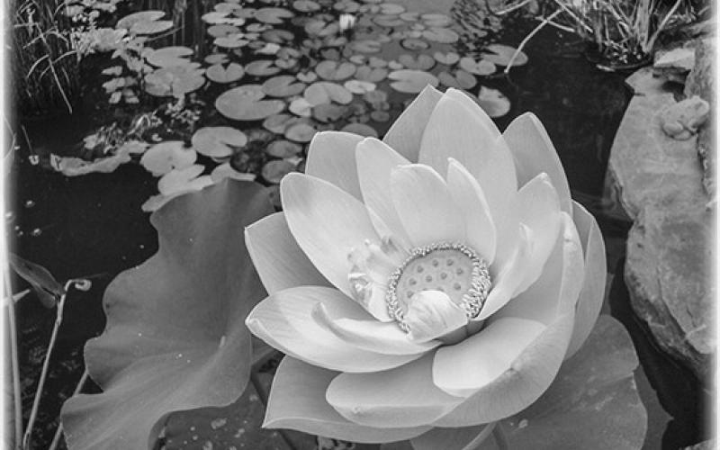 Along the way | Lotus liberty