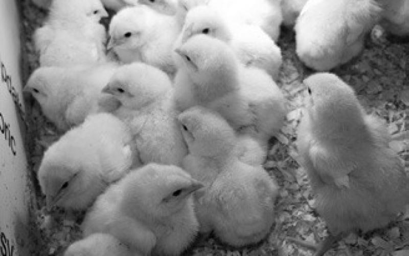 Baby chicks may carry disease-causing bacteria, but biosecurity and hygiene practices can prevent the spread of infection. (NDSU photo)