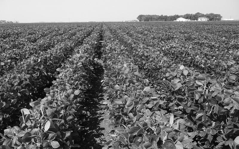 Topics to be discussed include variety selection, soil fertility, plant protection (weed, disease and insect management) and soybean markets. (NDSU photo)