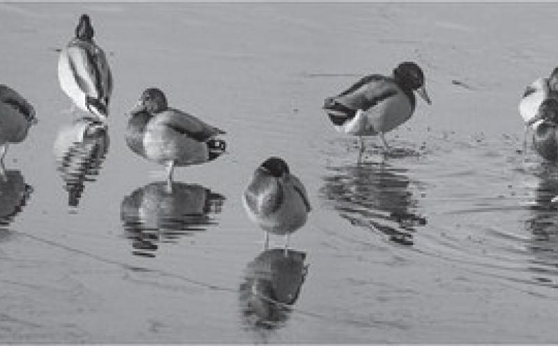 Two more surveys of duck population will be required before determining what to expect for the hunting season.