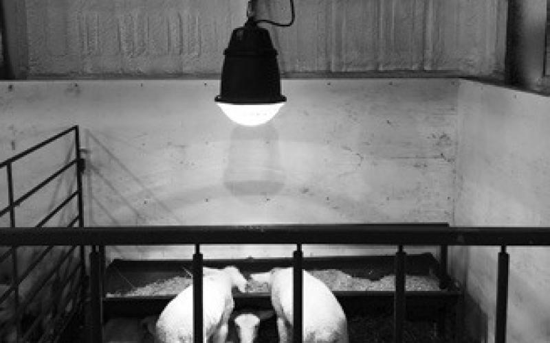 Take precautions when using heat lamps for newborn livestock