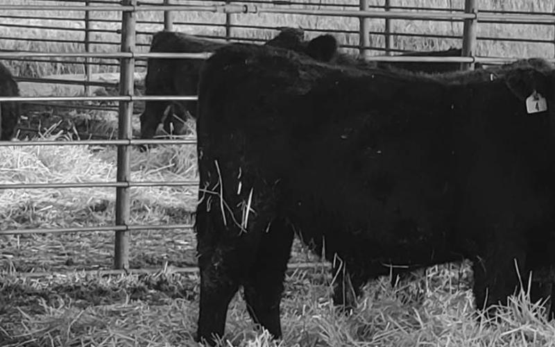 2026 NDSU Feedlot School set for Jan. 21-22