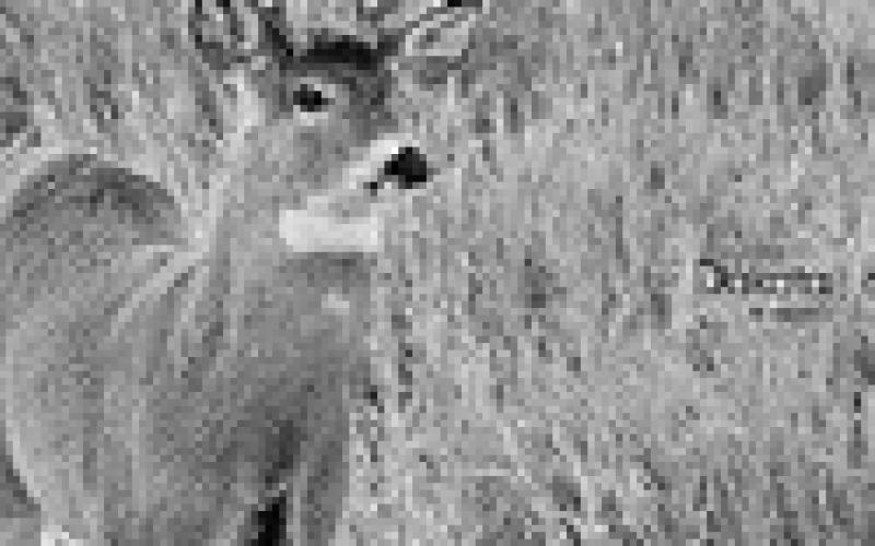 Wildlife feeding concerns