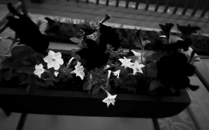 By night, the white flowers of Firefly petunia glow in the dark. The other flowers are standard black petunias. (Photo courtesy of Laura Kourajian)