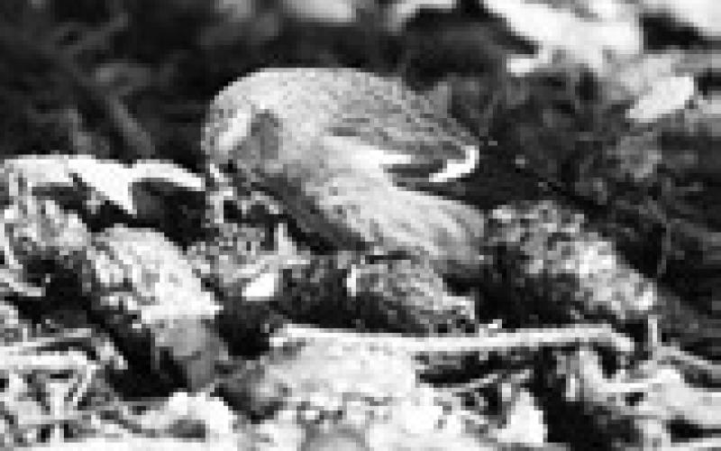 My Two Cents | The spring migration is on