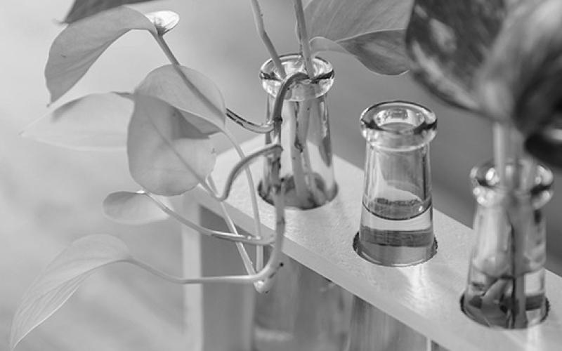 Propagating houseplants is a simple and affordable way to give a special gift to friends or simply expand your collection of houseplants. (Pexels photo)